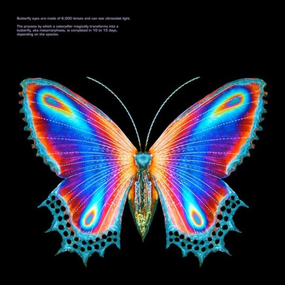 halsey | Tops | Multicolor Butterfly 